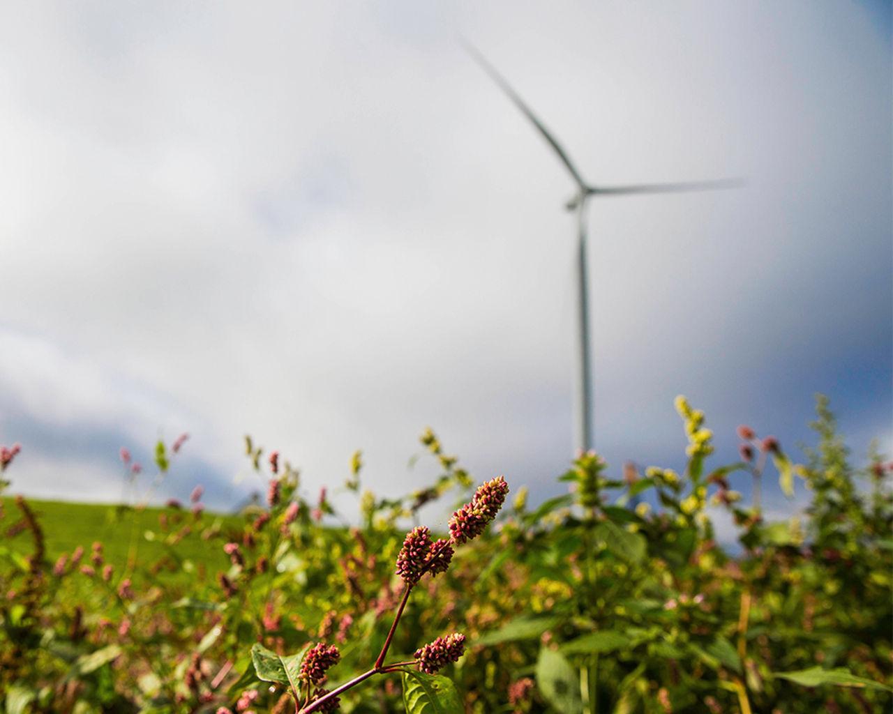 Grass in front of wind turbine 