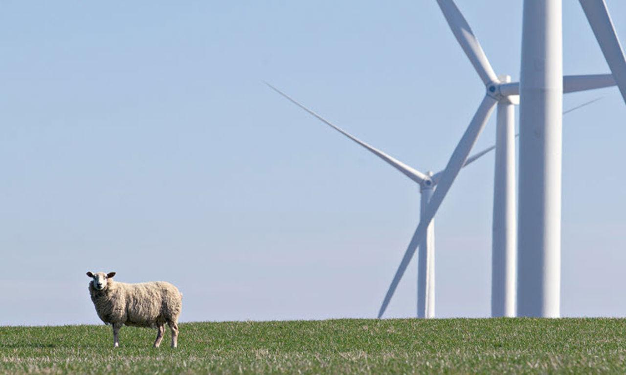 风力涡轮机和绵羊